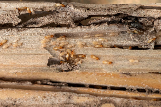 Best Pest Control Near Me  in Roseburg, OR